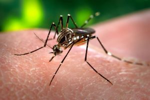How To Prevent Malaria – The Top Ten Tips